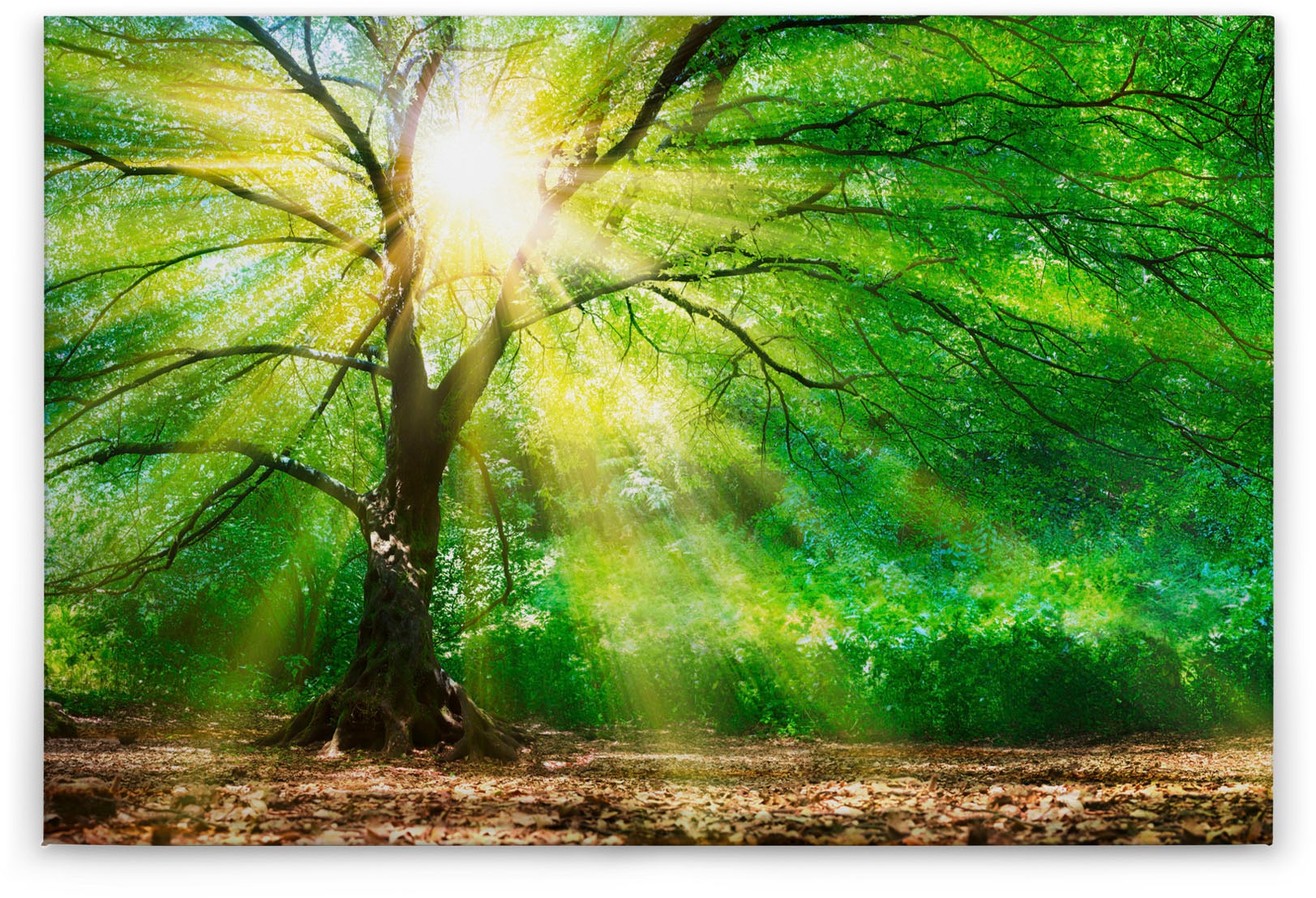 A.S. Création Leinwandbild »Forest Light«, Kunst-Wald-Kinder, (1 St.), Sonnenlicht Baumkrone Keilrahmen Natur Leinwand-Bild Wohnzimmer modern
