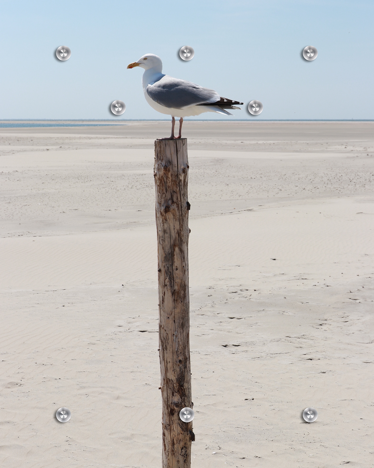 queence Garderobenpaneel "Wandgarderobe mit Motiv Foto einer Möwe am Meer inkl. Edelstahlhaken" 1 Stk. tlg. HD Premium Druck auf Acrylglas