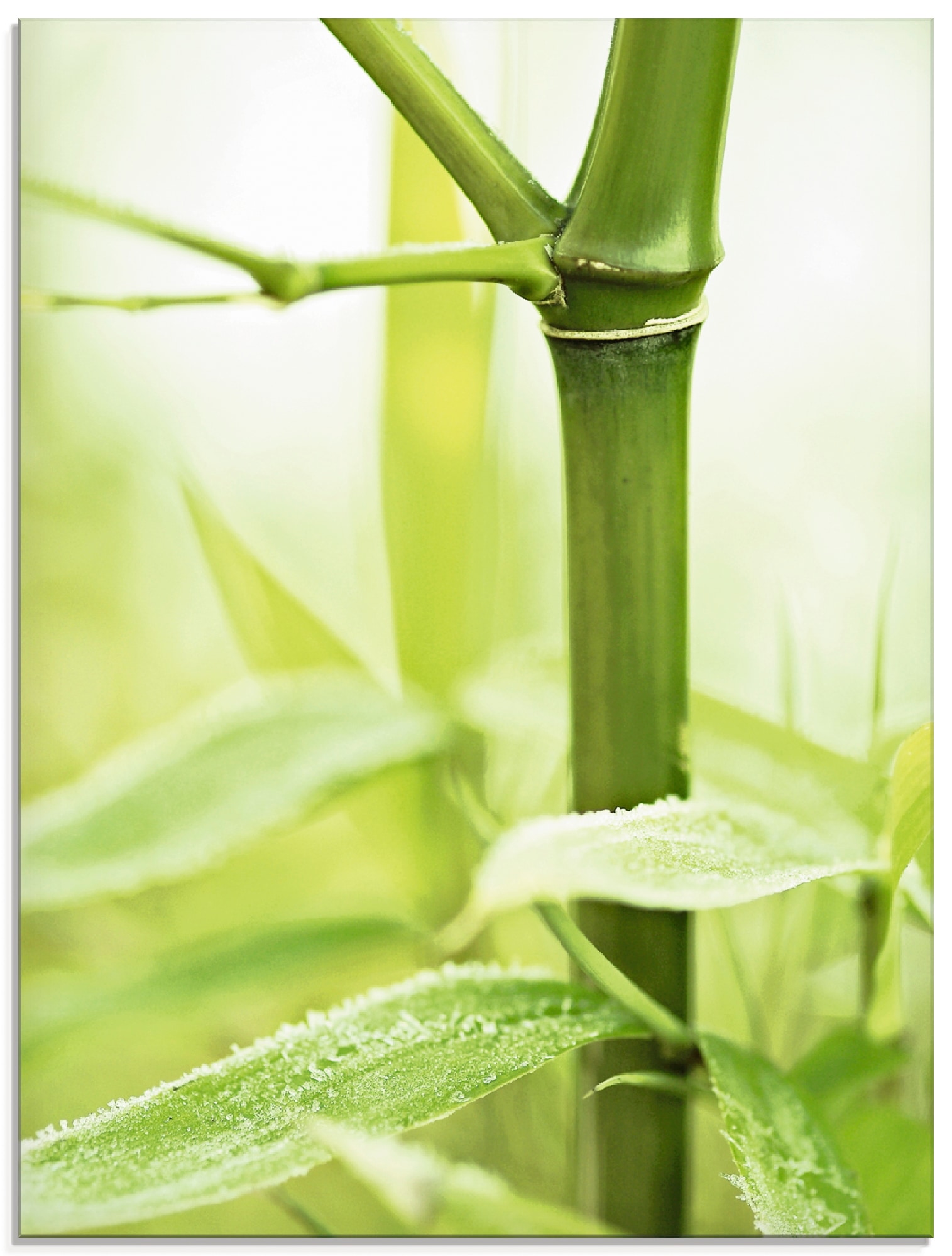 Artland Glasbild »Bambus Zweig«, Gräser, (1 St.), in verschiedenen Größen  bestellen | BAUR