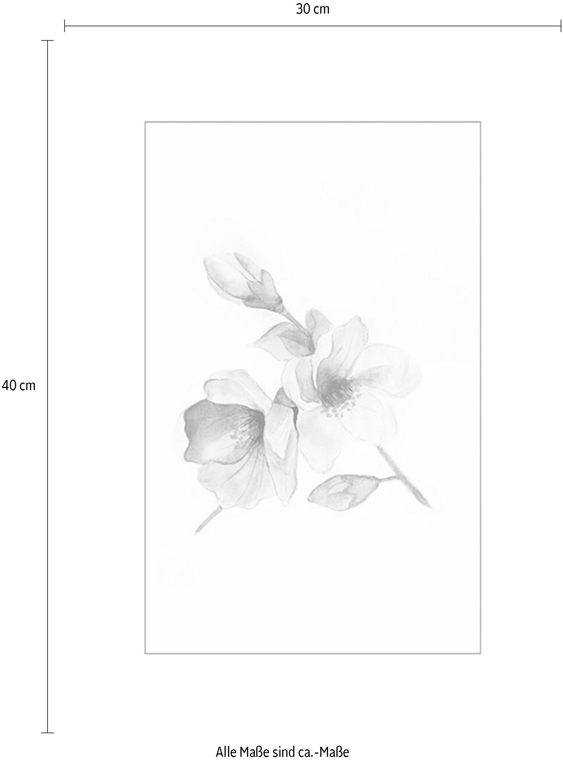 Komar Bild »Magnolia Breathe«, Blumen, (1 St.), Wandbild zur Dekoration - ohne Rahmen