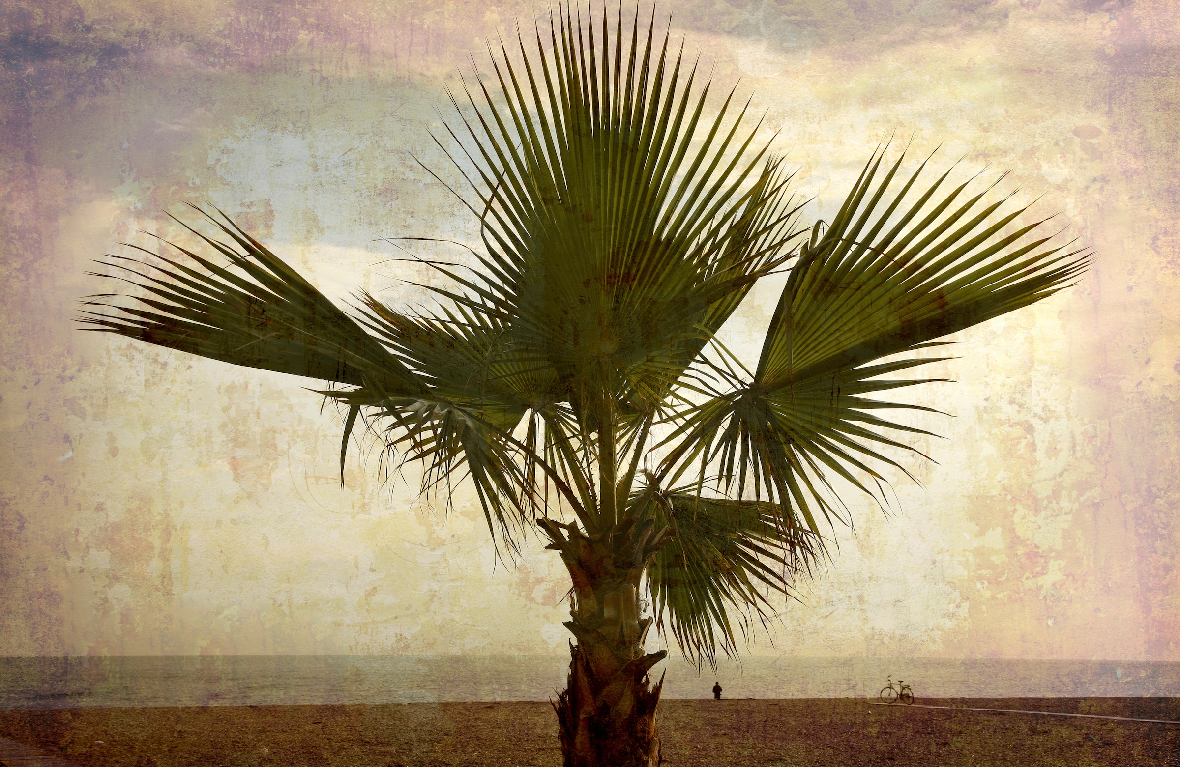 Papermoon Fototapete "PALMEN-NATUR LANDSCHAFT STRAND MEER PALME BÄUME BAUM"