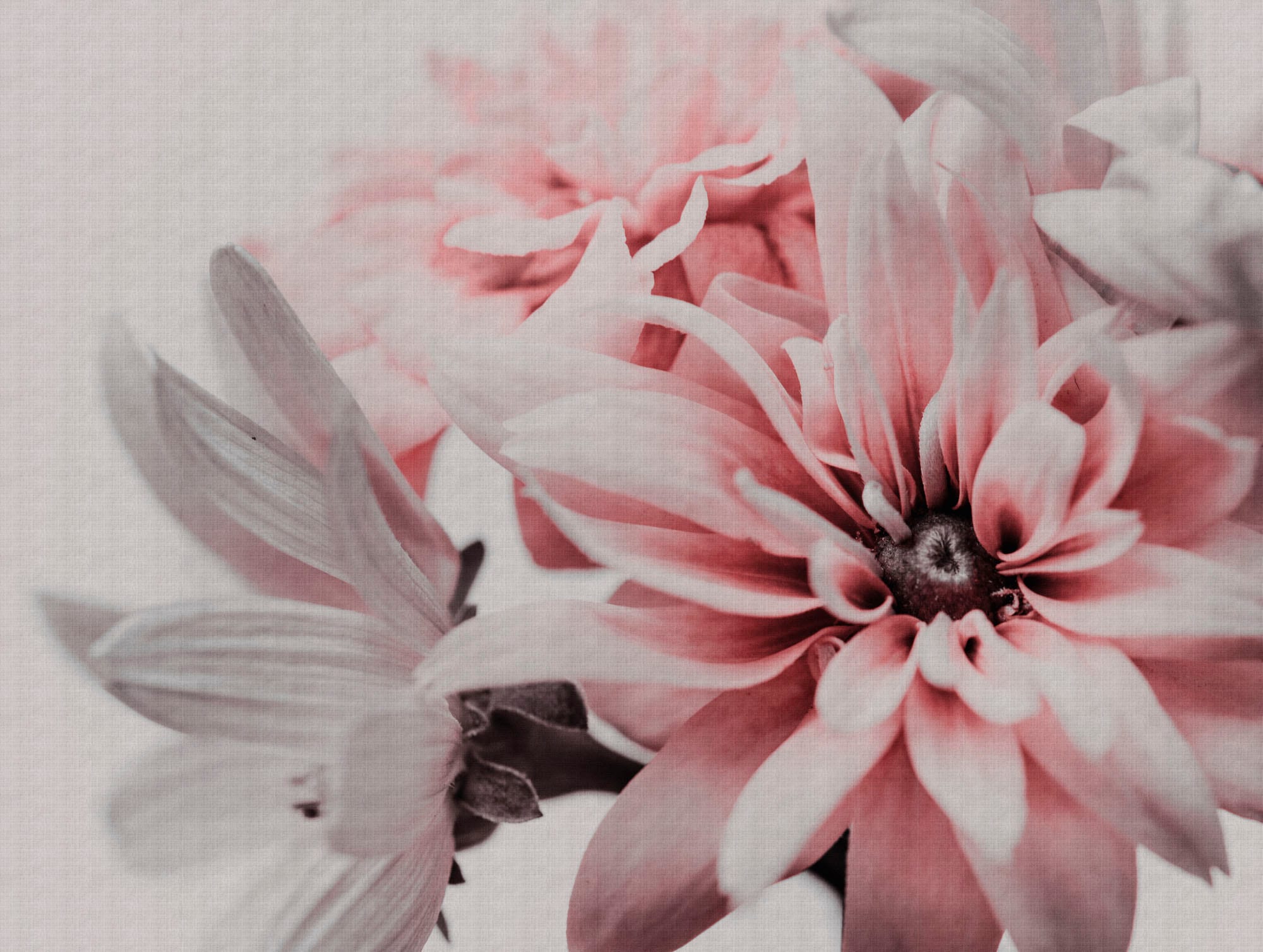 living walls Fototapete "The Wall" floral geblümt natürlich glatt Fototapete Floral Tapete Blume Tapeten Wohnzimmer Flur Design Optik