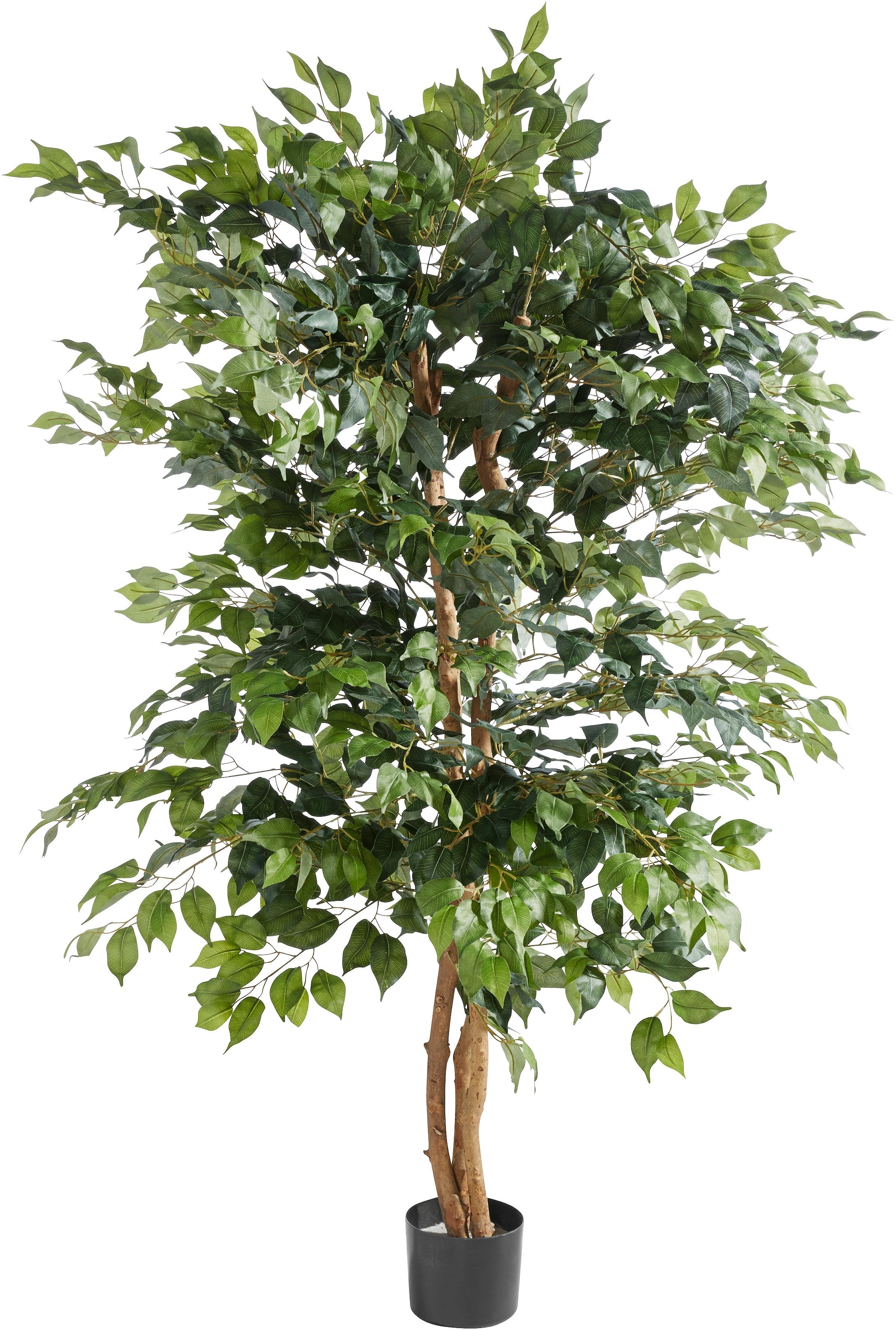 Creativ green Kunstpflanze "Ficus Benjamini" günstig online kaufen