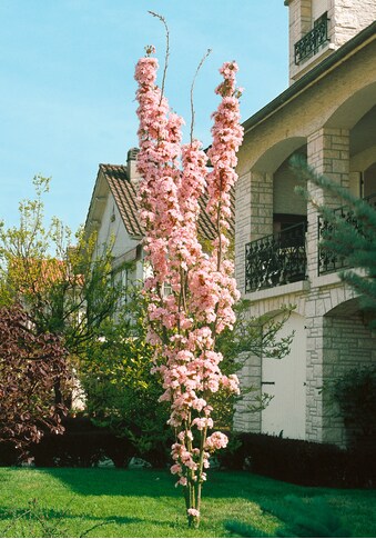 BCM Gehölze »Japanische Nelken-Kirsche 'Amanogawa'«, (1 St.), Höhe: 100-125 cm, 1 Pflanze kaufen