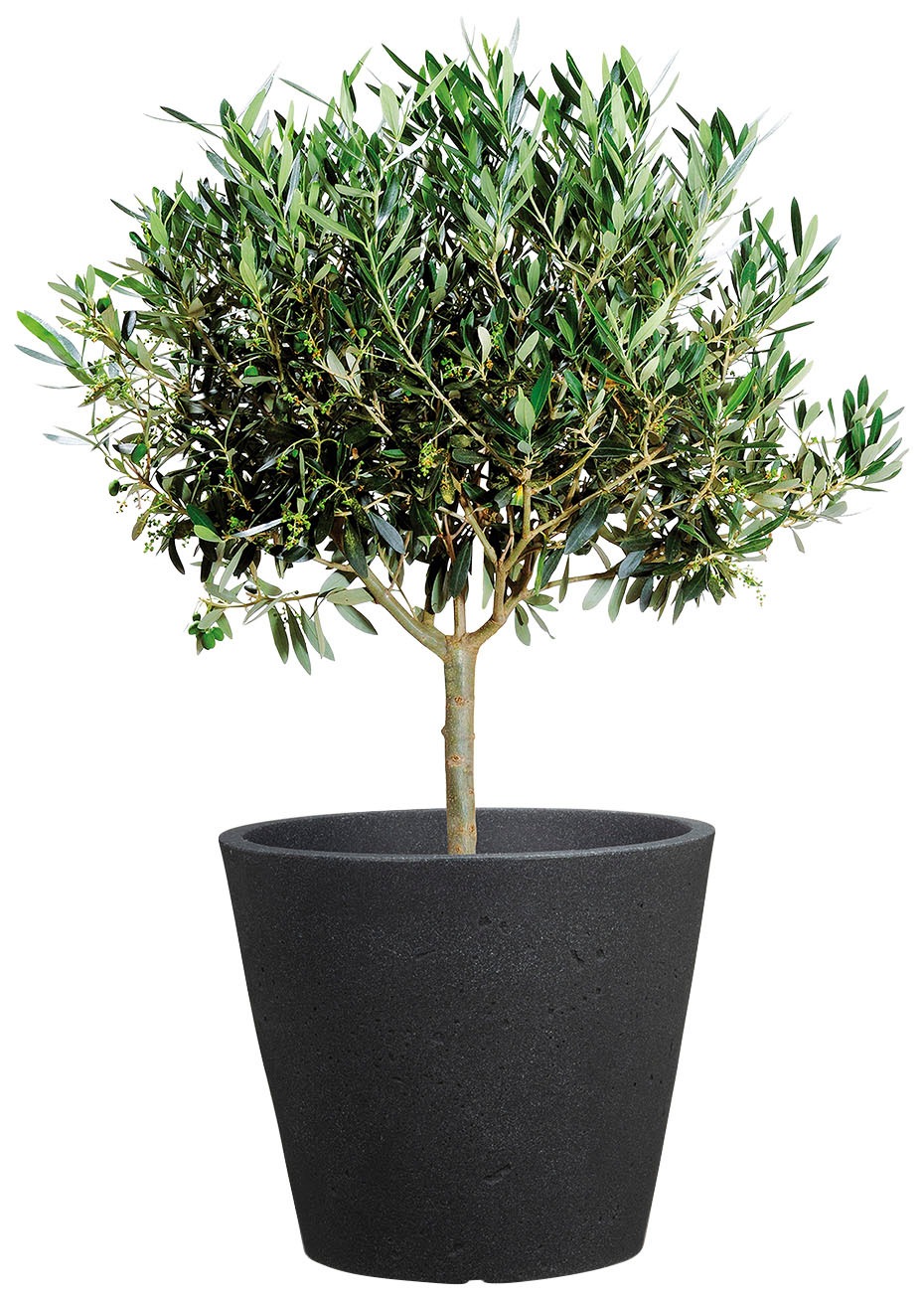 Scheurich Blumentopf »30/238 C-CONE 30«