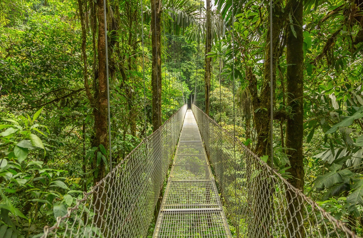 Fototapete »Hängebrücke durch Wald«