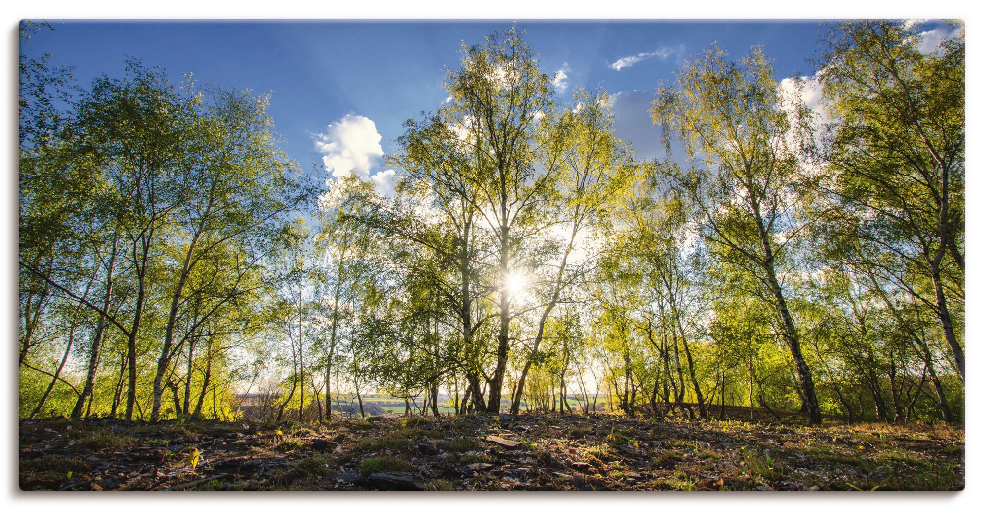 Artland Leinwandbild "Frühlingssonne", Wald, (1 St.), auf Keilrahmen gespannt