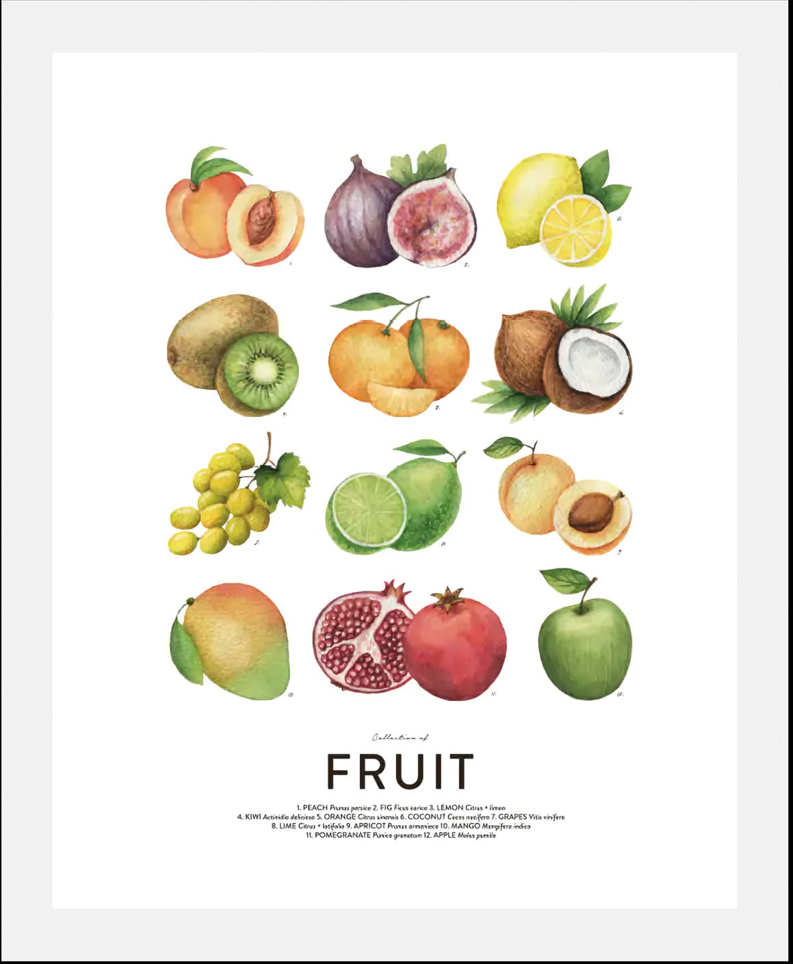 queence Bild "Fruit", (1 St.), gerahmt günstig online kaufen