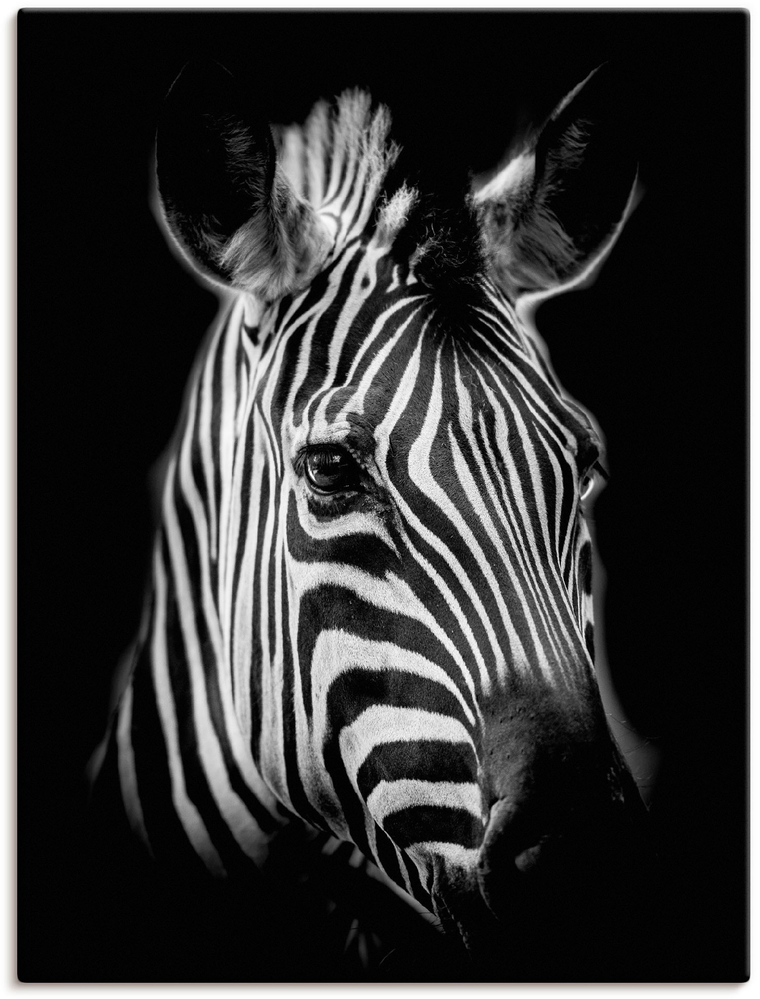 Wandbild in Größen versch. Zebra Wandaufkleber Artland oder Bilder, St.), als Poster bestellen | »Zebra«, BAUR Alubild, (1 Leinwandbild,