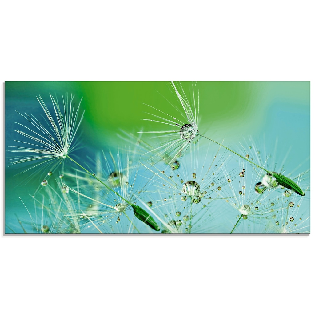 Artland Glasbild »Glitzernde Pustblumen mit Wassertropfen«, Blumen, (1 St.)