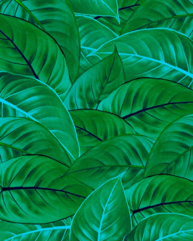 Komar Vliestapete "Jungle Leaves", 200x250 cm (Breite x Höhe), Vliestapete, 100 cm Bahnbreite