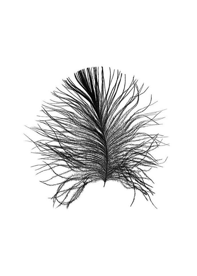 Komar Bild »Feather White«, Federn, (1 St.), Wandbild zur Dekoration - ohne Rahmen