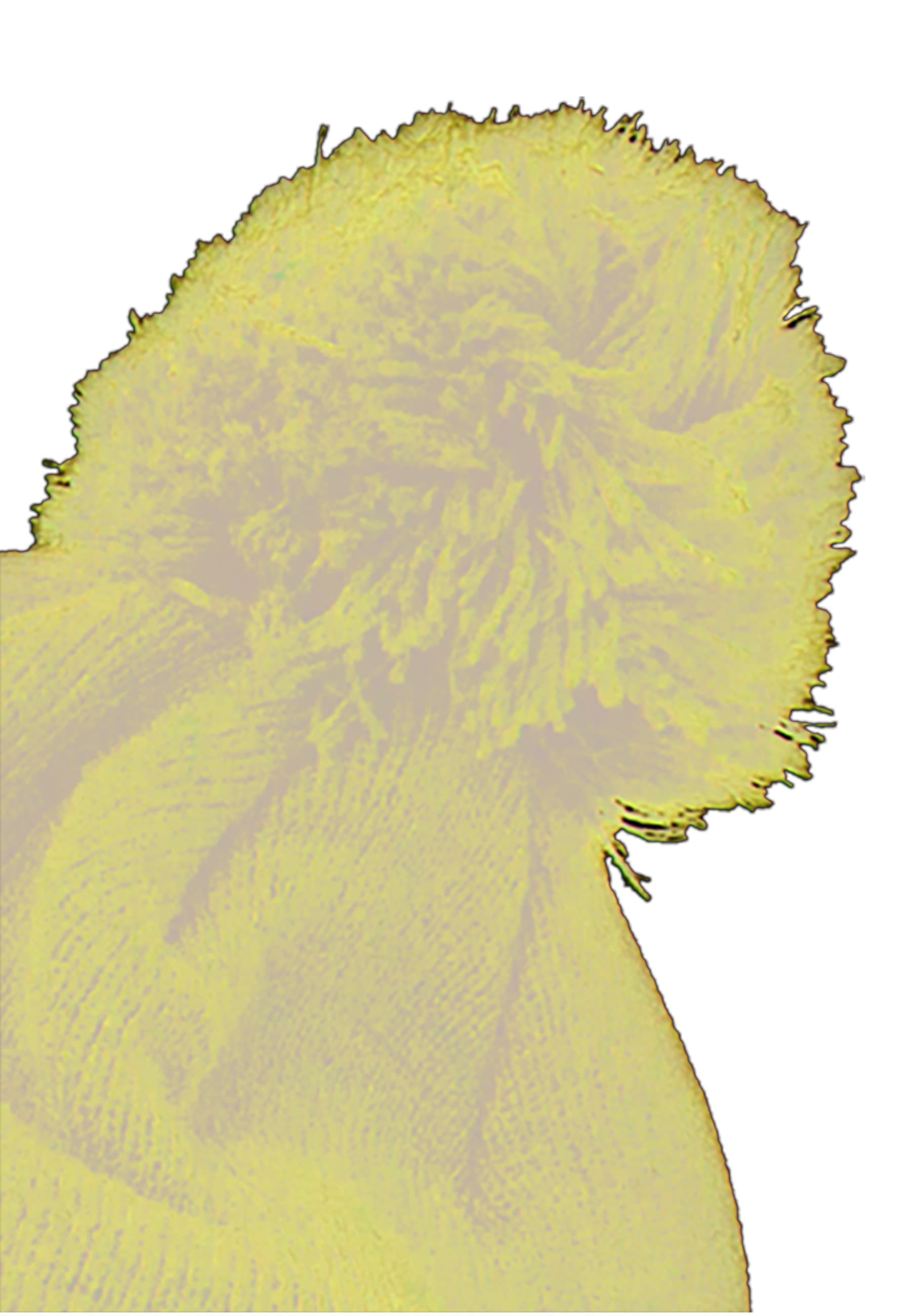 Flexfit Beanie "Flexfit Cuffed Pom Pom Knit Beanie" 1 Stk. günstig online kaufen