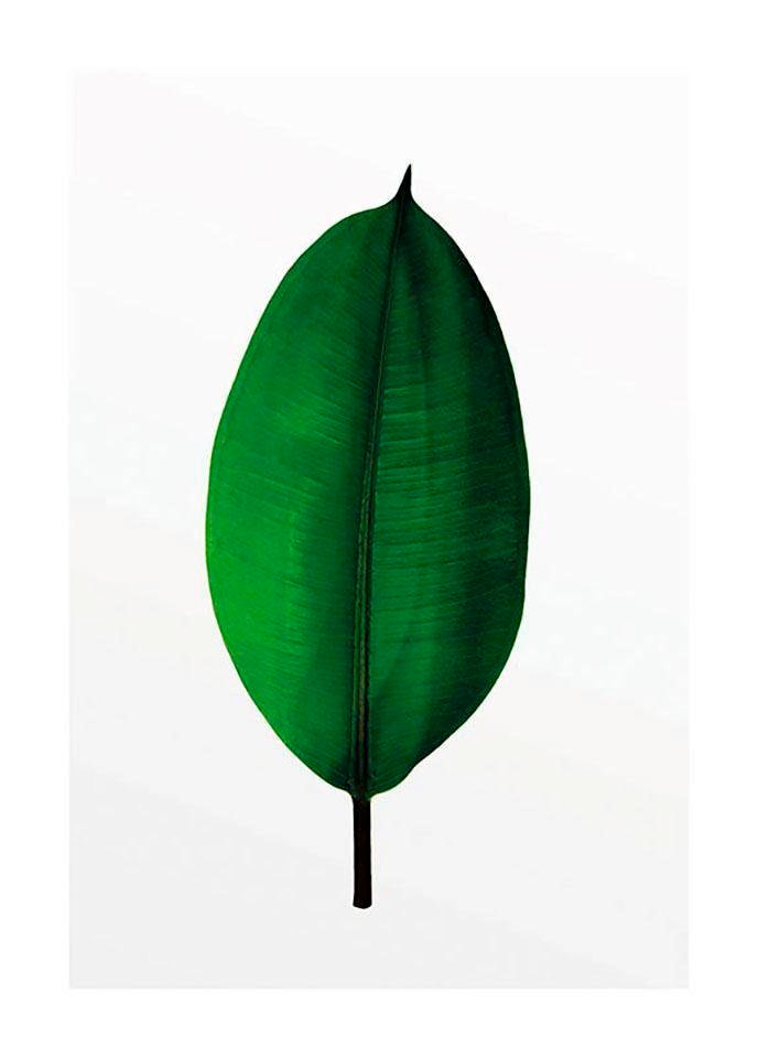 Komar Bild »Ficus Leaf«, Pflanzen-Blätter, (1 St.), Wandbild zur Dekoration - ohne Rahmen