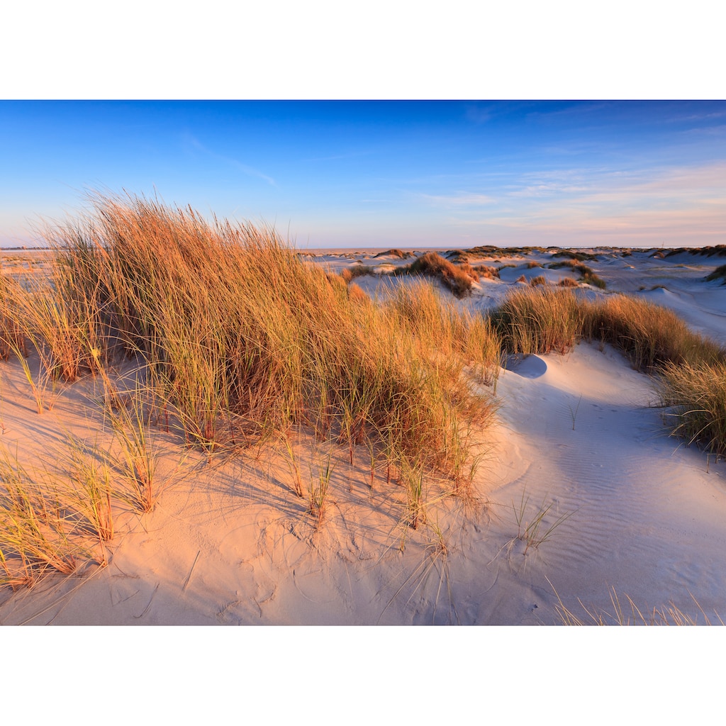 Papermoon Fototapete »Dunes Grass«