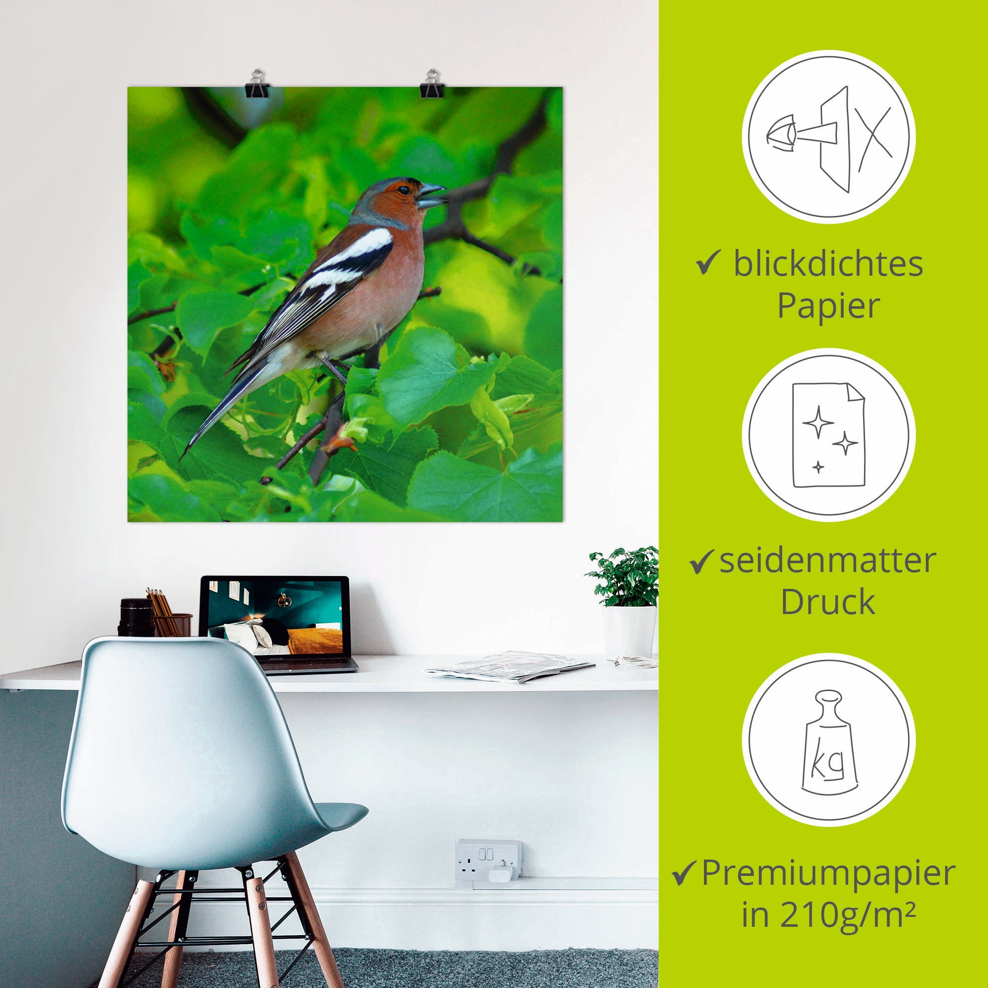 Artland Wandbild »Buchfink Lied«, Vögel, (1 St.), als Leinwandbild, Poster in verschied. Größen