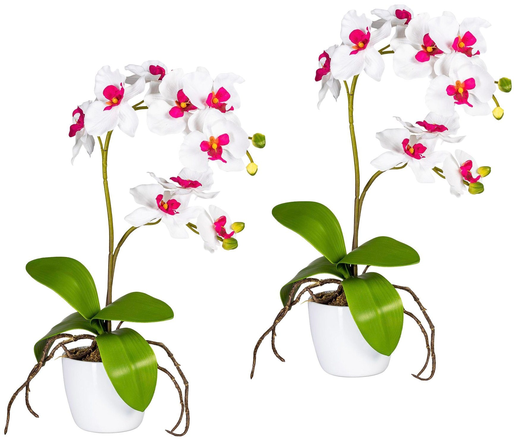 BAUR | Phalaenopsis«, »Orchidee kaufen green im Kunstpflanze Creativ Keramiktopf