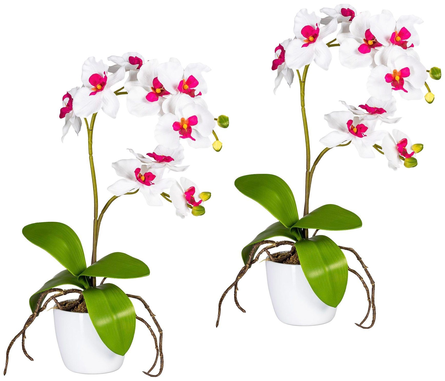 Keramiktopf | Creativ im kaufen green Kunstpflanze »Orchidee Phalaenopsis«, BAUR