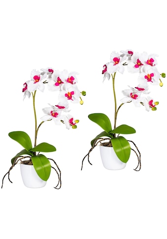 Creativ green Kunstpflanze »Orchidee Phalaenopsis« i...