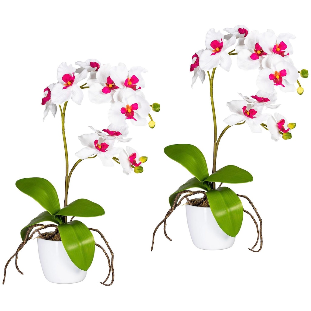 Creativ green Kunstpflanze »Orchidee Phalaenopsis«