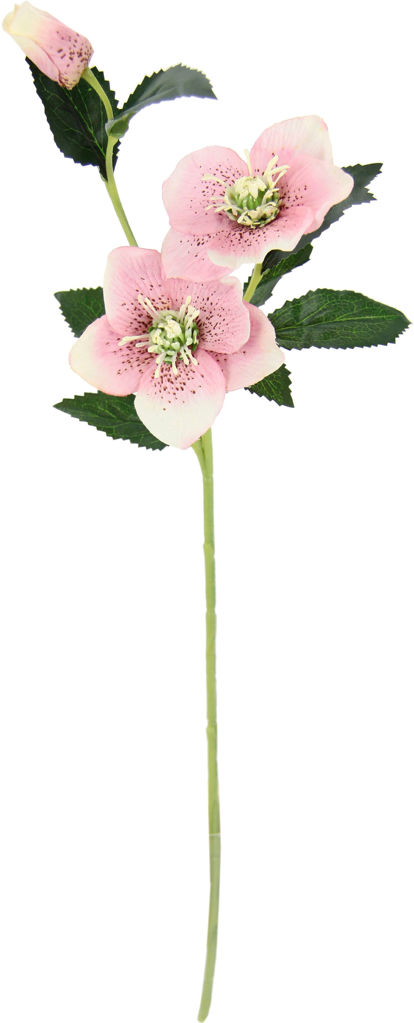 I.GE.A. Kunstblume „Christrose“ rosa