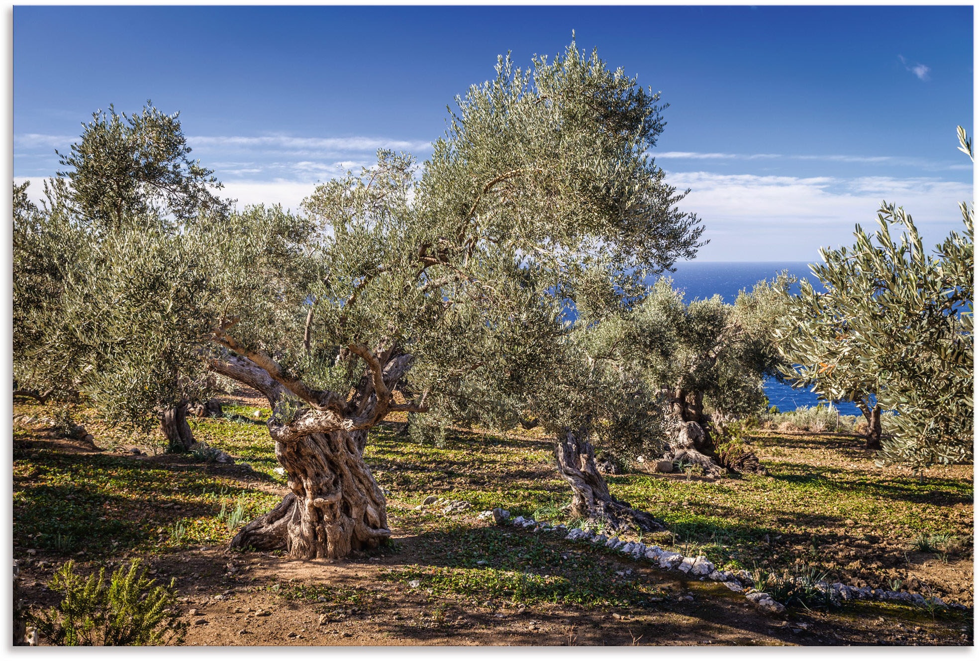 Artland Wandbild "Olivenhain in der Serra de Tramuntana", Küstenbilder, (1 St.), als Alubild, Outdoorbild, Leinwandbild,