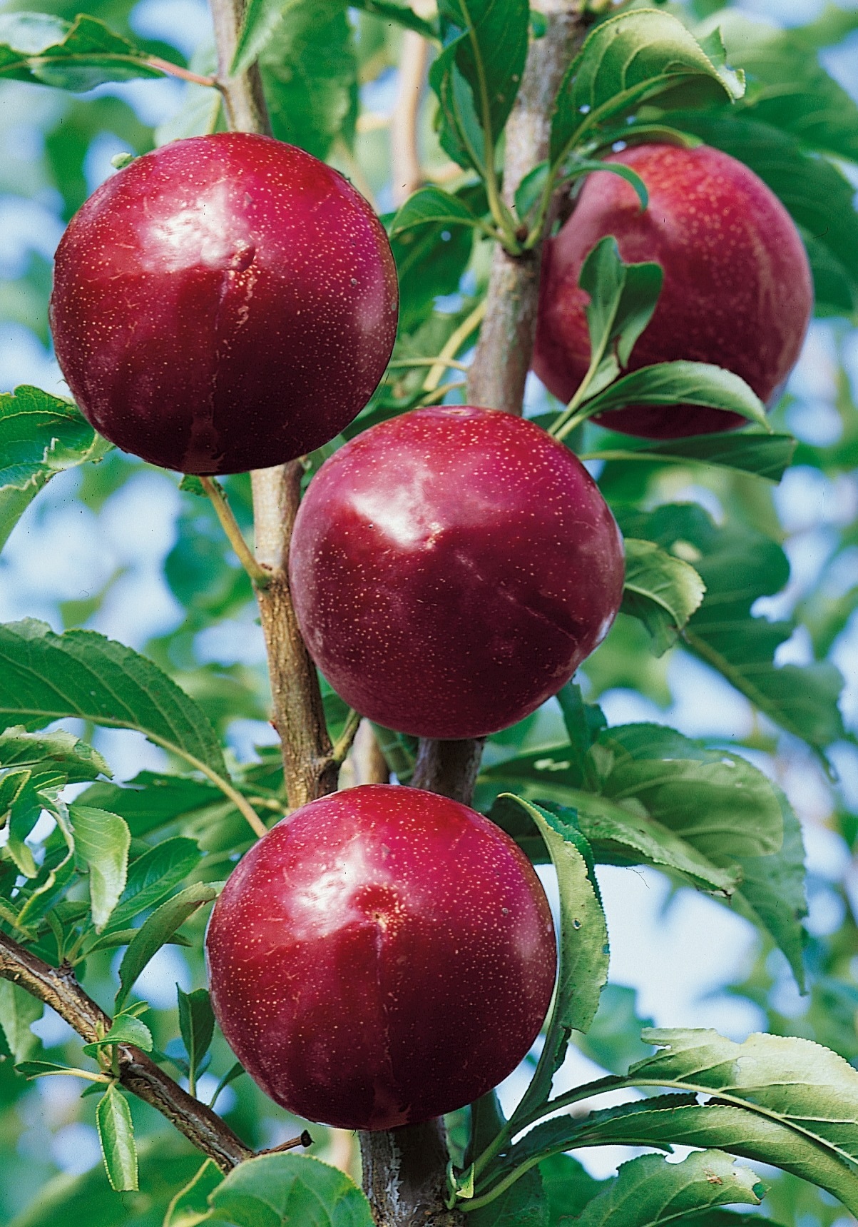 BCM Obstpflanze »Japan-Pflaume 'Santa Rosa'«, (1 St.), Höhe: 80-100 cm, 1 Pflanze kaufen