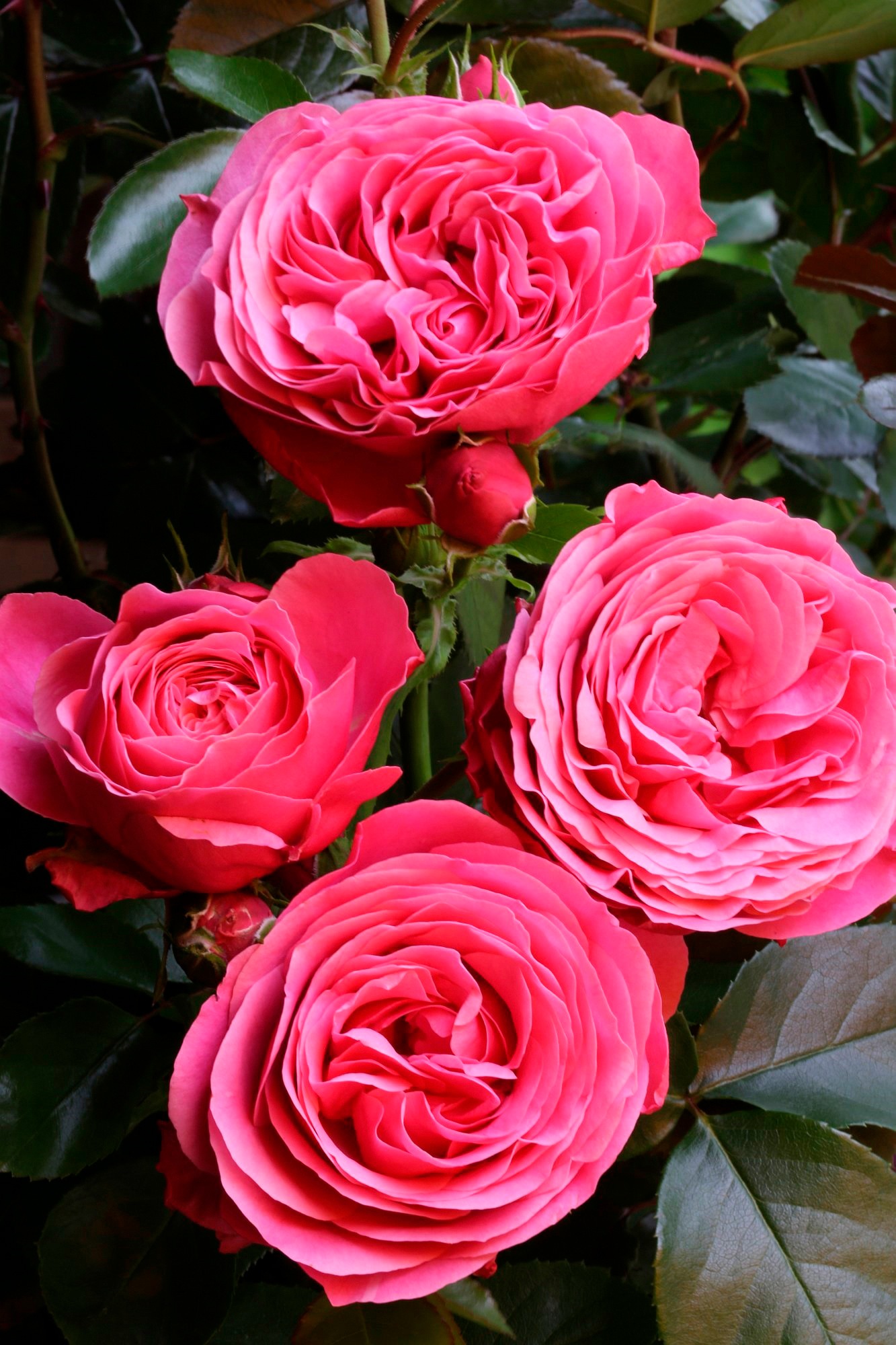 BCM Rose »Leonardo da Vinci®«, (1 St.), Höhe: 35-40 cm kaufen