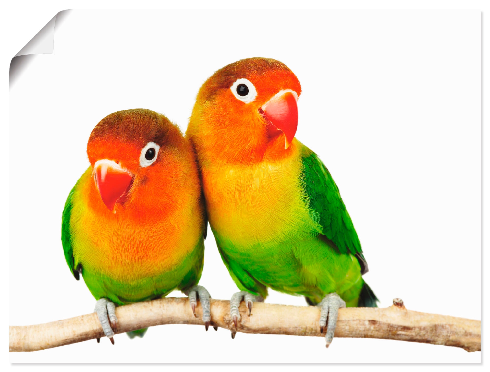 Artland Wandbild »Paar von Grauköpfchen - Papageien«, Vögel, (1 St.), als Leinwandbild, Poster, Wandaufkleber in verschied. Größen