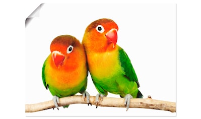 Artland Wandbild »Paar von Grauköpfchen - Papageien«, Vögel, (1 St.), in vielen Größen... kaufen