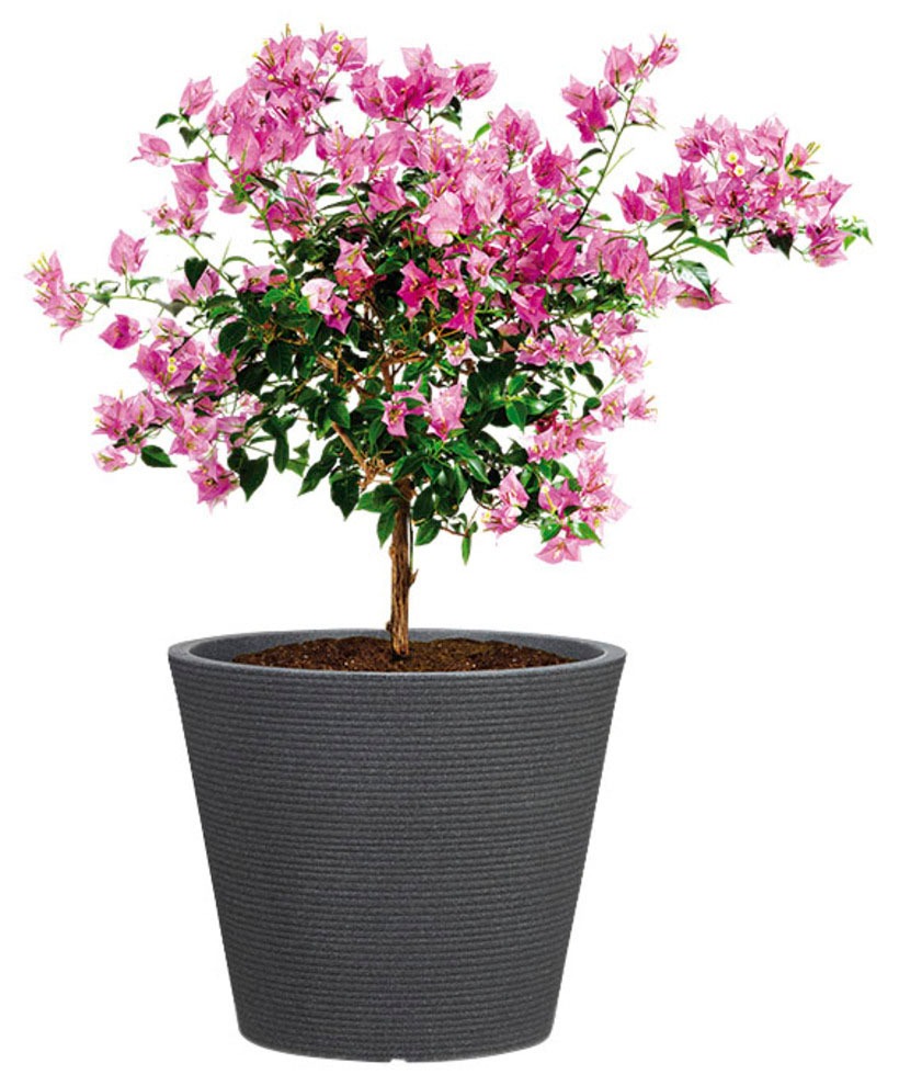 Scheurich Blumentopf »30/242 CONEO 30«