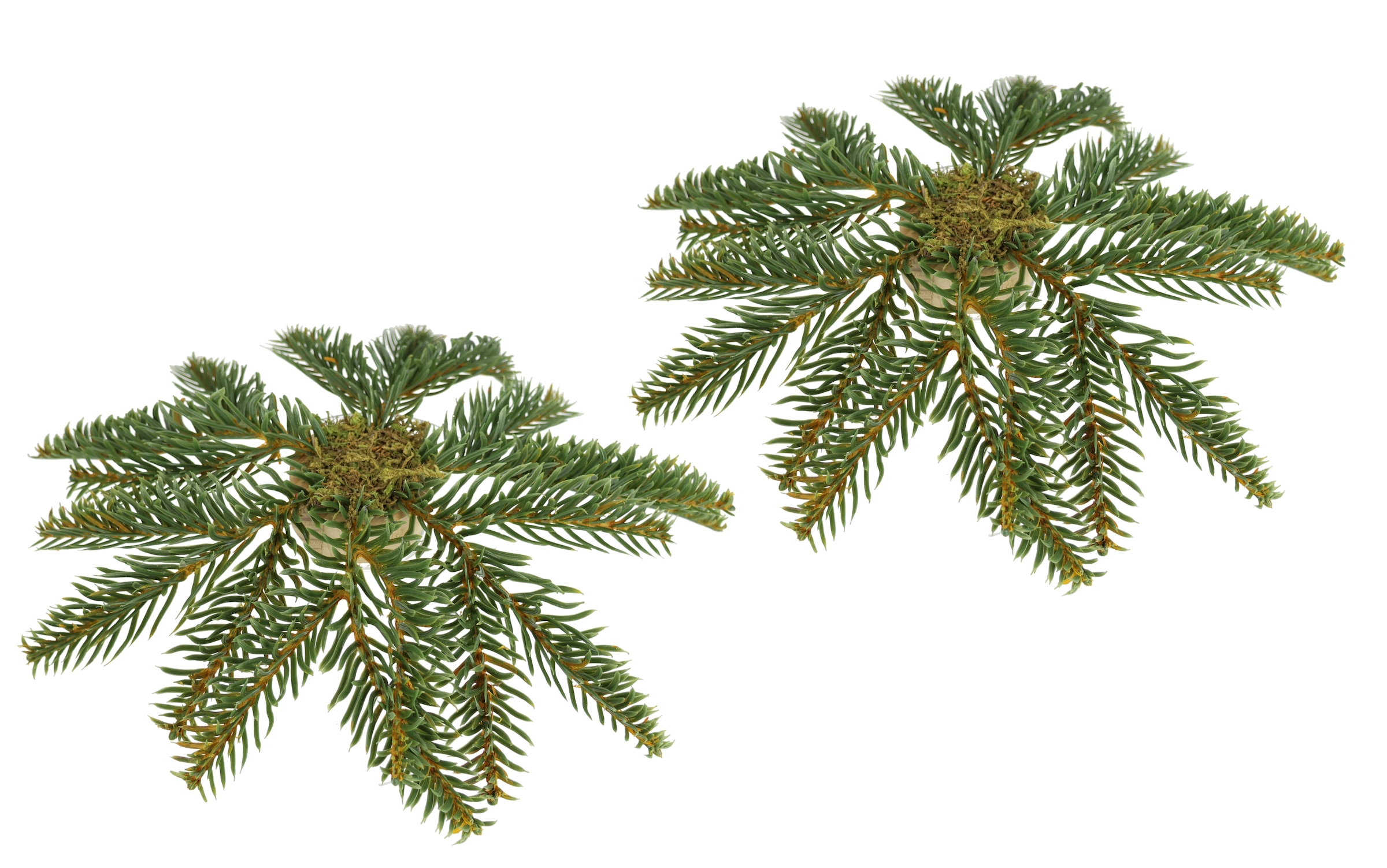 I.GE.A. Kunstkranz "Tannen-Leger" 2er Set Basis für Kränze Arrangements Tan günstig online kaufen