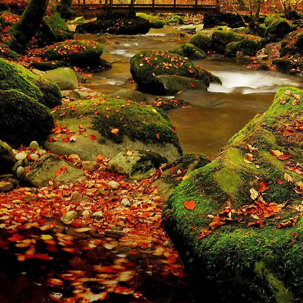 TRAUMSCHLAF Wendebettwäsche »Herbstwald«, (2 tlg.)