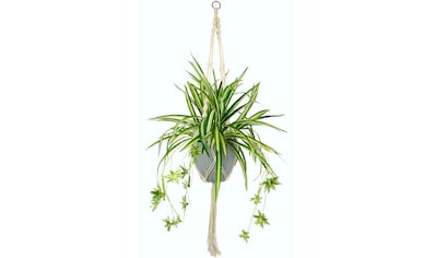 Künstliche Zimmerpflanze »Wasserlilie«