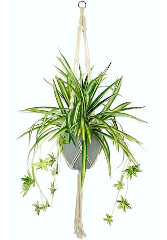 I.GE.A. Künstliche Zimmerpflanze »Wasserlilie«...