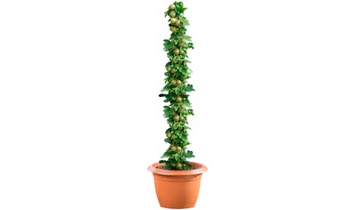 BCM Obstpflanze »Säulenobst Stachelbeere 'Hinnonmäki grün'«, (1 St.), Höhe: 50 cm, 1... kaufen