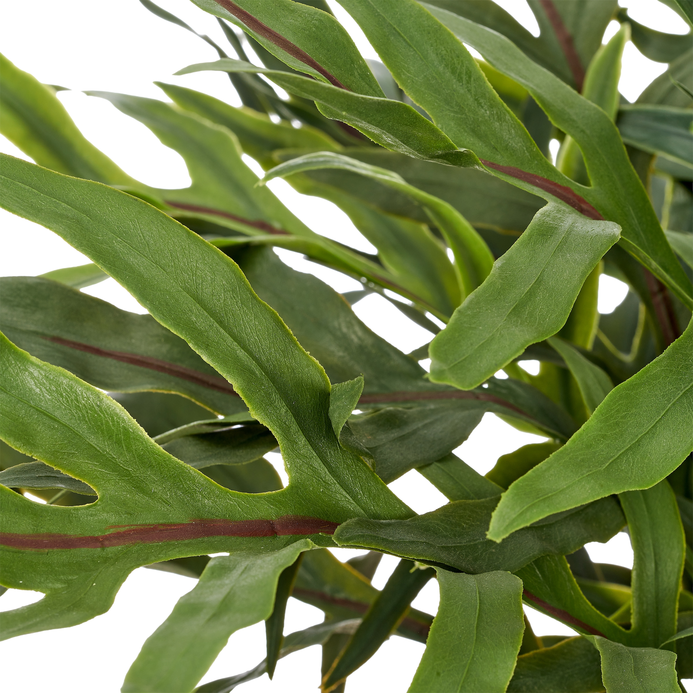 Creativ green Kunstpflanze »Farn Phlebodium aureum« mit naturgetreuen Farnwedeln