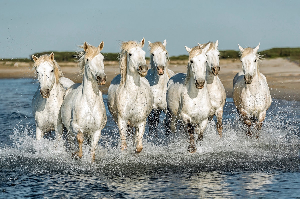 Papermoon Fototapete "PFERDE-CAMARGUE GALLOP STRAND MEER TIERE KÜSTE PROVENCE"