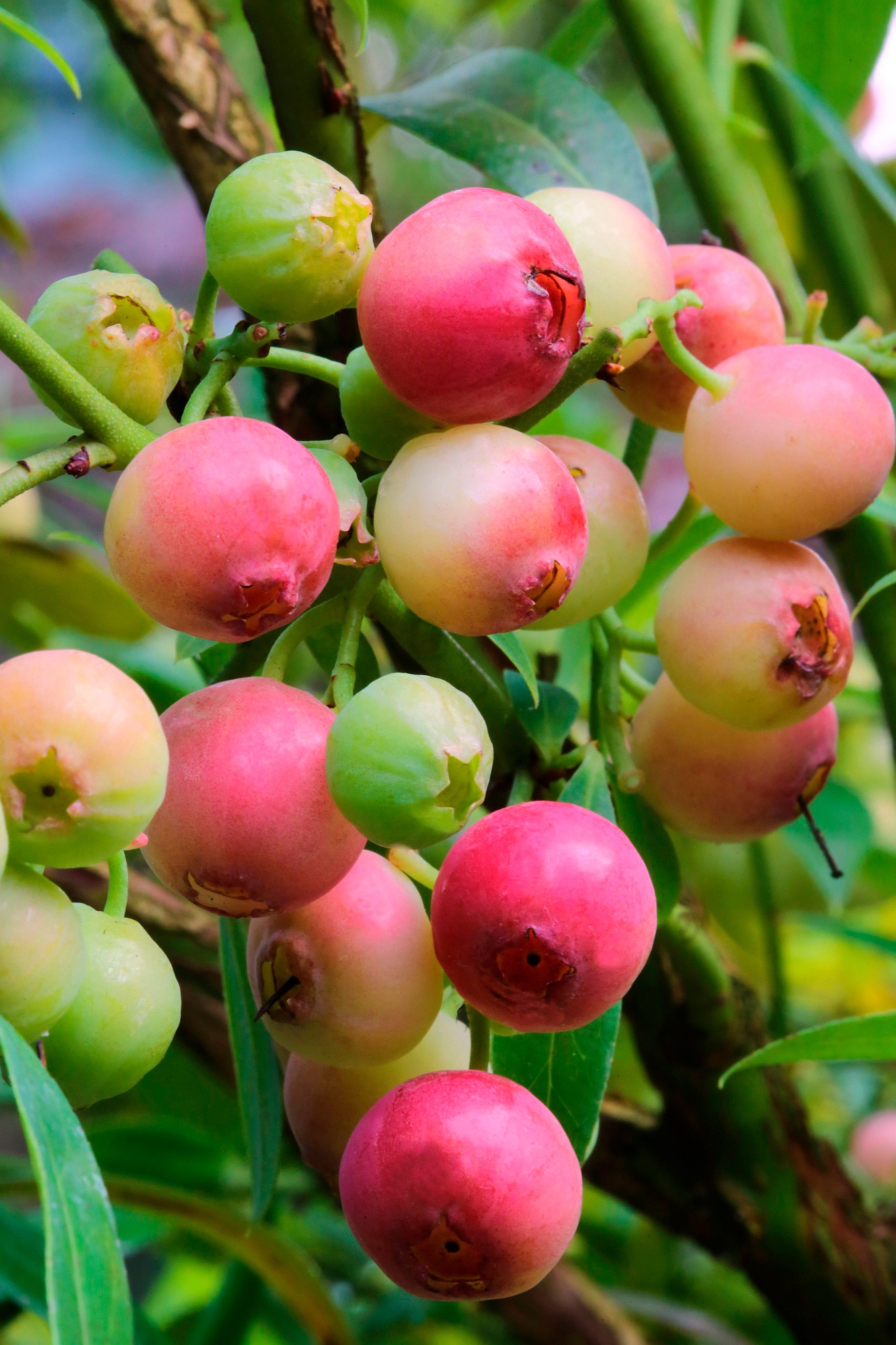 BCM Obstpflanze »Heidelbeere 'Pink Limonade'«, (2 St.), Höhe: 30-40 cm, 2 Pflanzen kaufen