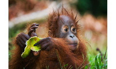 Fototapete »Baby Orang-Utan-Porträt«