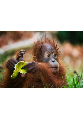 Fototapete »Baby Orang-Utan-Porträt«