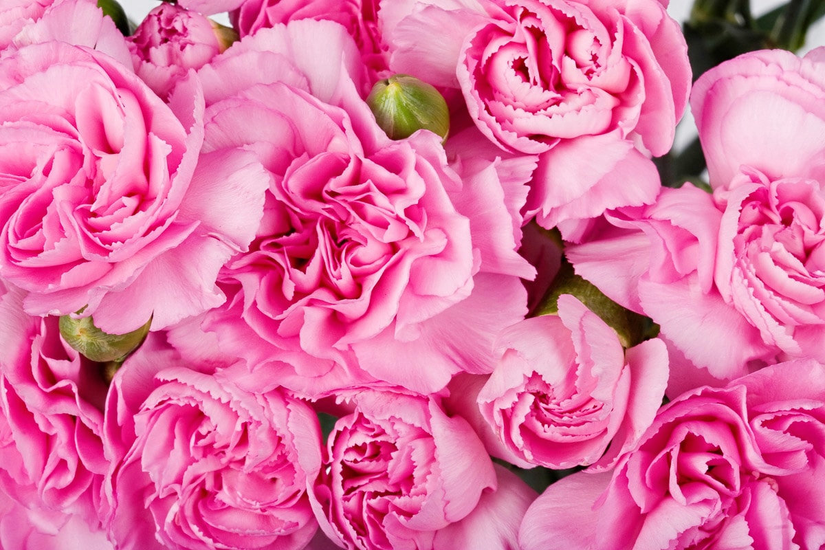 Papermoon "Rosen rosa"