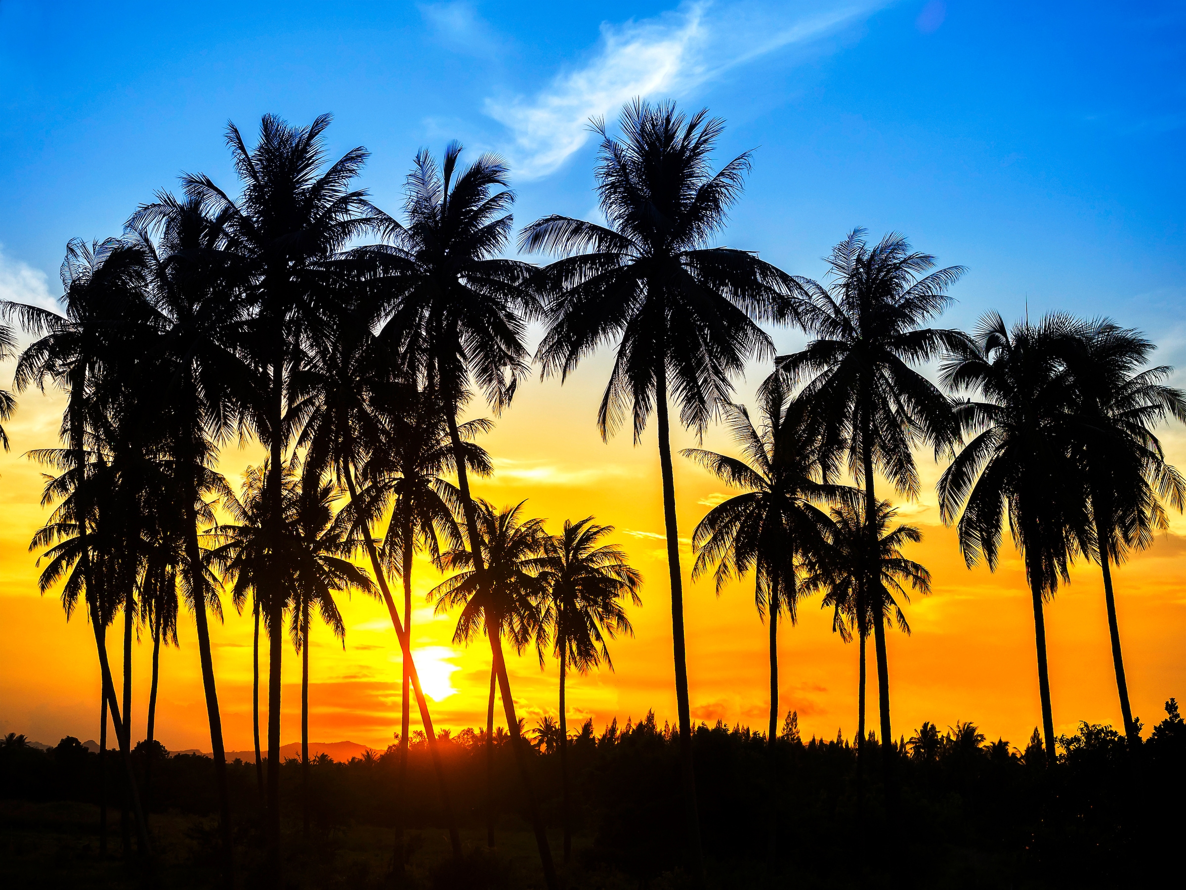 Papermoon Fototapete "Coconut Palm Trees"