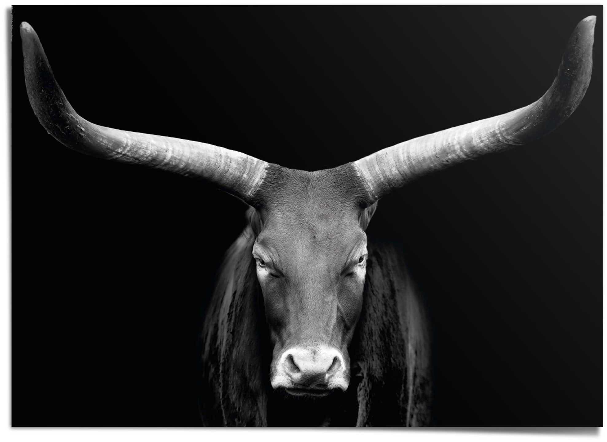 Reinders! Poster Kuh« | kaufen BAUR »Afrikanische