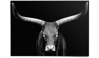 Reinders! Poster »Afrikanische Kuh« kaufen