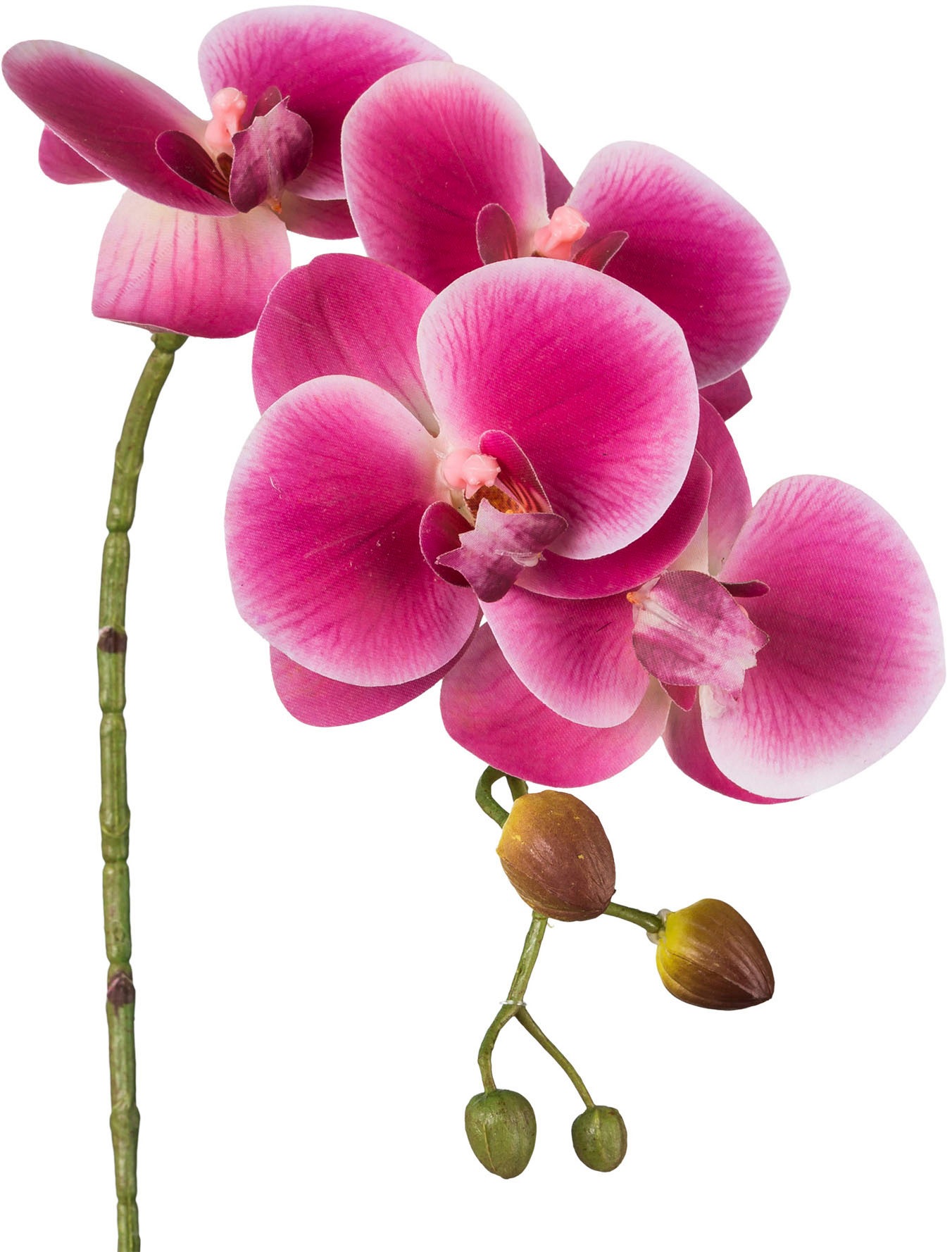 Creativ green Kunstblume "Phalaenopsis 3D-print", mit Real-Touch-Blüten günstig online kaufen