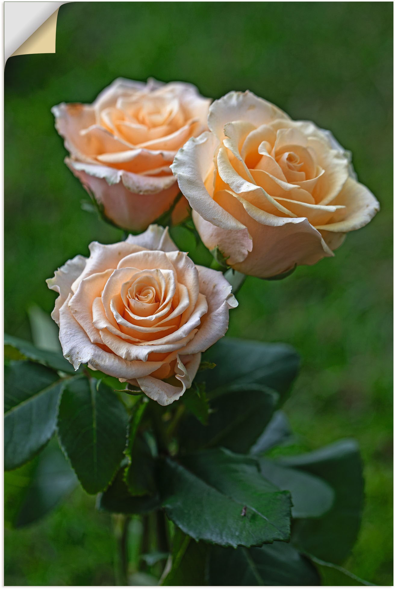 Artland Wandfolie "wunderschöne Rosen", Blumenbilder, (1 St.), selbstklebend