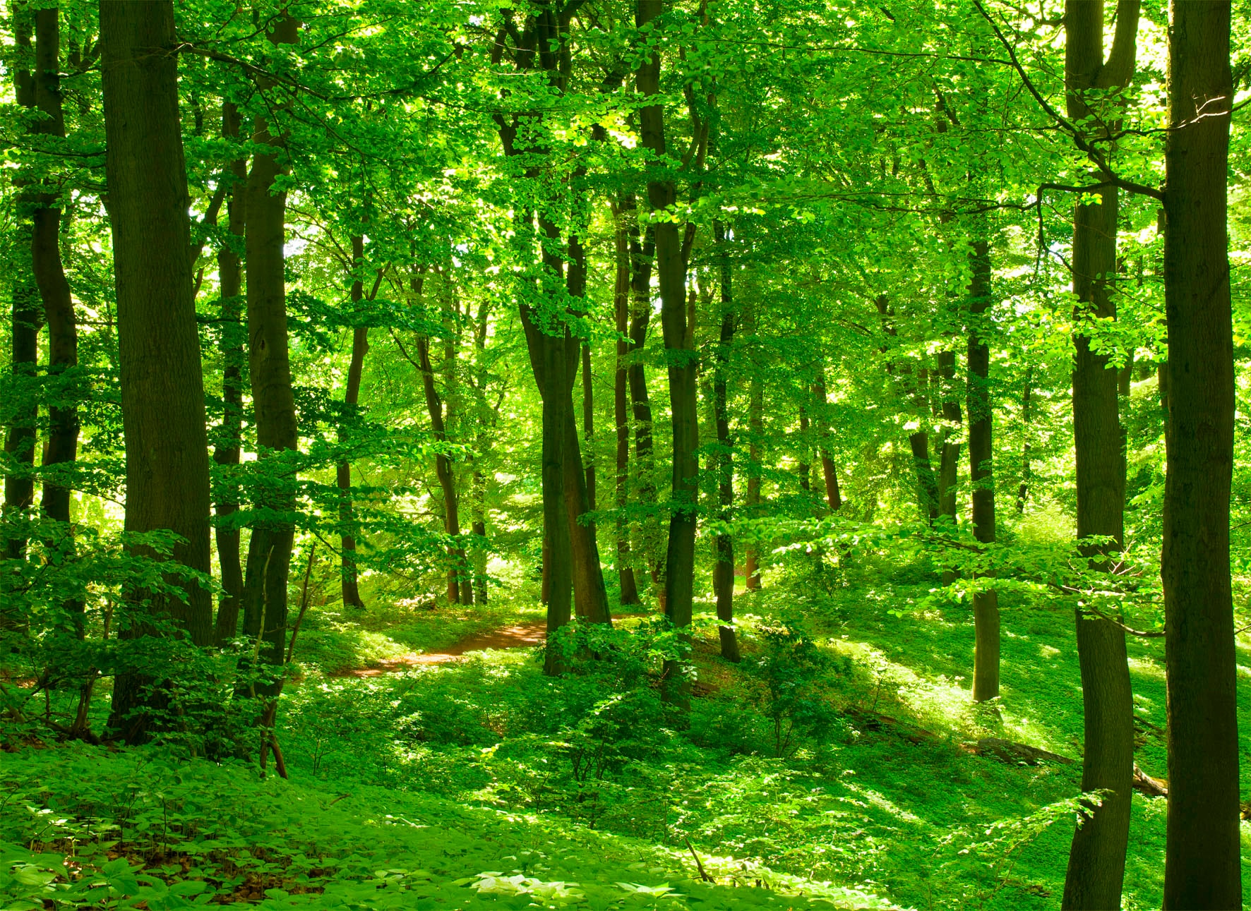 Papermoon Fototapete "Forest in Spring" glatt