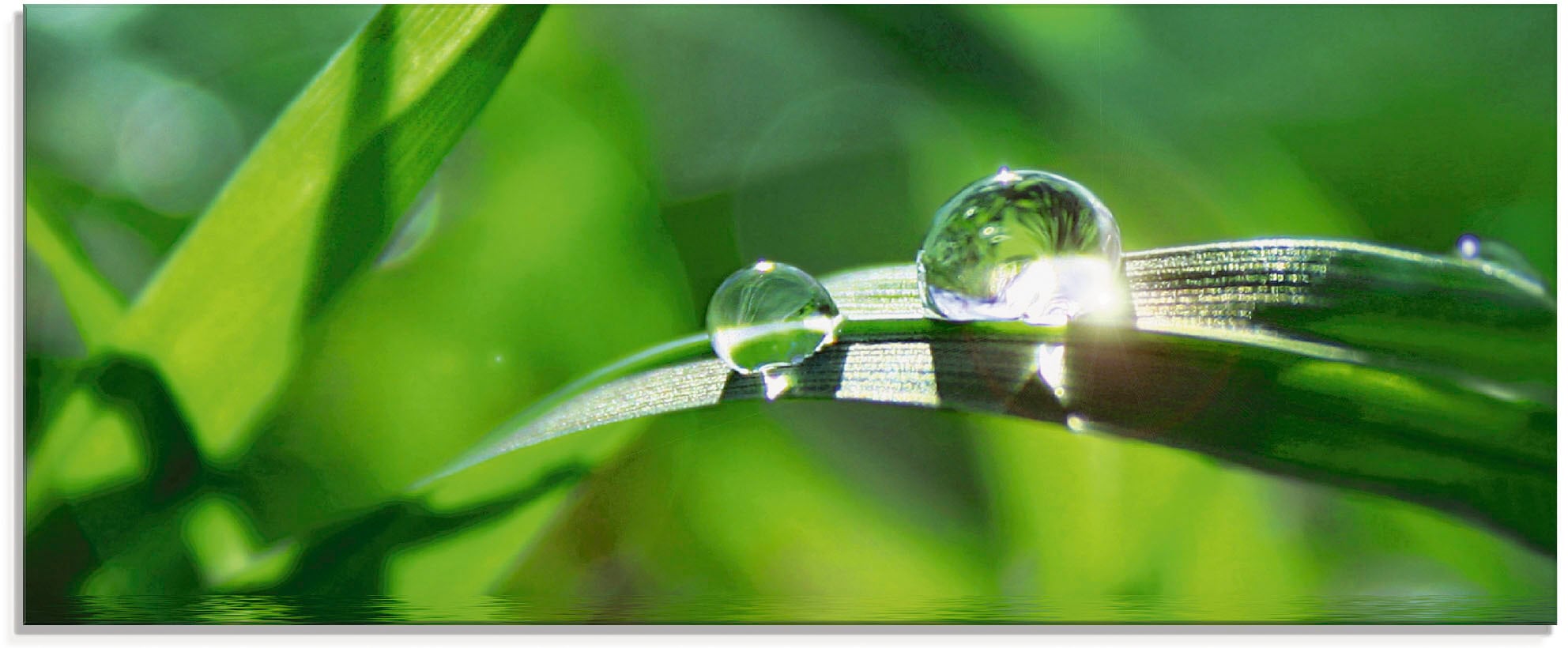 Artland Glasbild "Grüner Hintergrund mit Gras" Gräser 1 Stk. tlg. in versch günstig online kaufen
