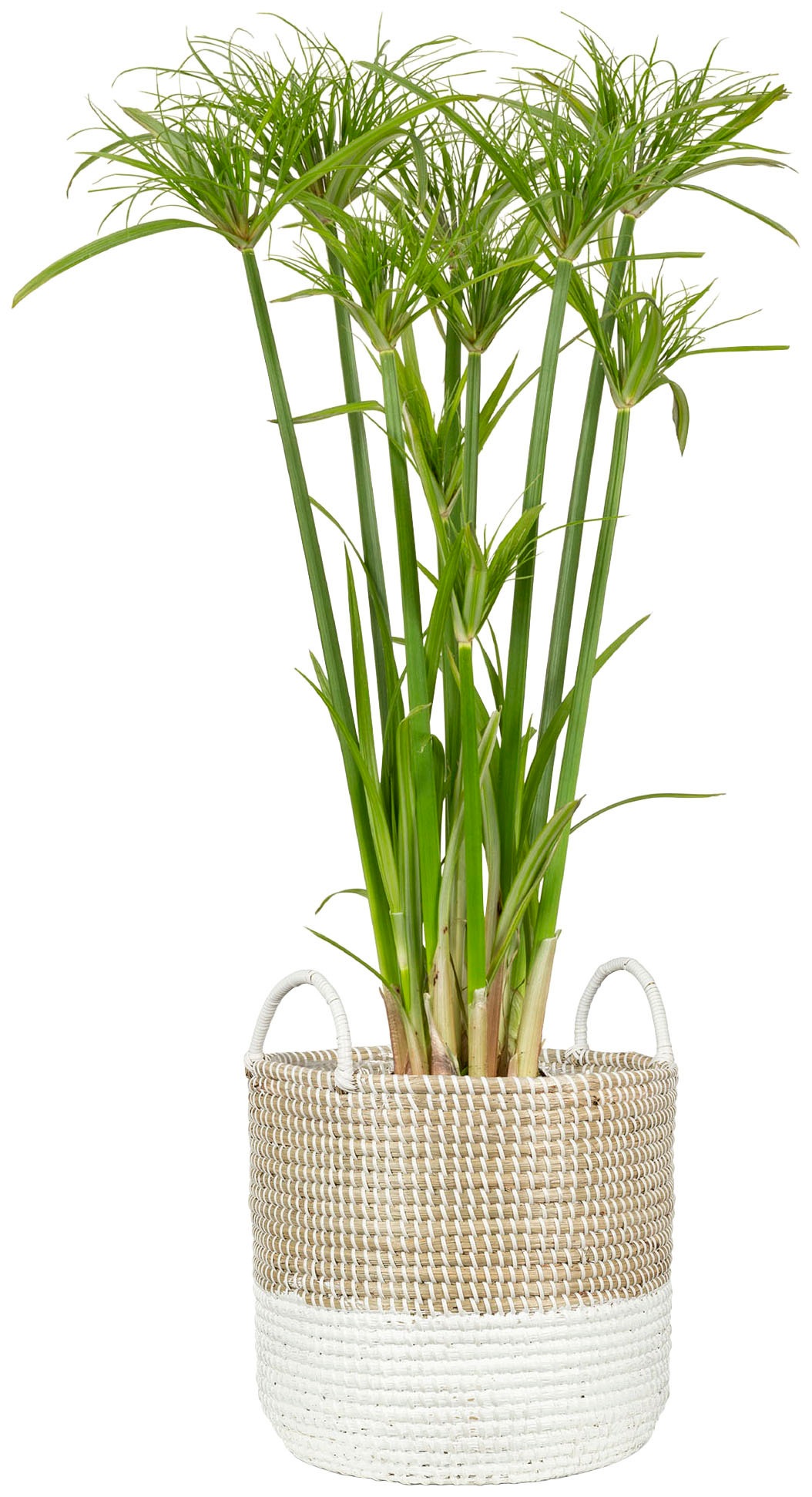 Scheurich Blumentopf »nature white 34/515«